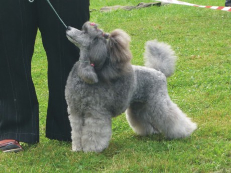 3. Viny - výstavní postoj.