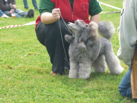 4. Viny - výstavní postoj.