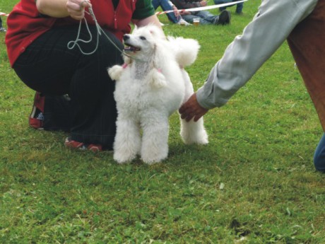 Derča - výstavní postoj.