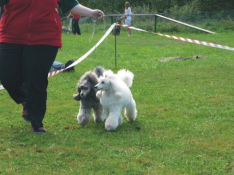 3. výstava - pokračování - Viny a Derča.