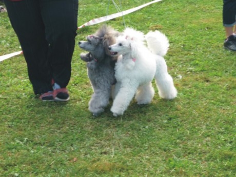 4. výstava - pokračování.