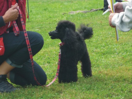 3. Bert - výstavní postoj.