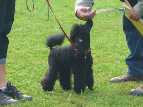 4. Bert - výstavní postoj.