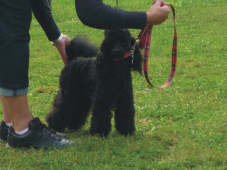 5. Bert - výstavní postoj.