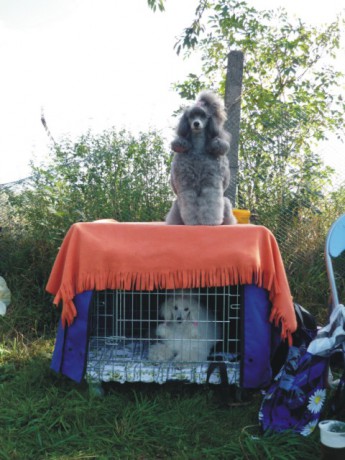 Odpočinek po výstavě - čekání na vyhlášení výsledků.