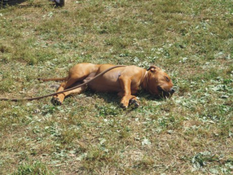 Štěňátko padlo vyčerpáním z koukání na obrany.