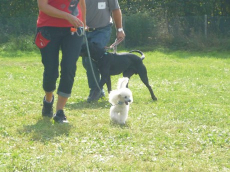 2. Riky o nejlepšího dorost psa výstavy.