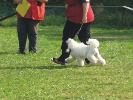1. Derča - poslušnost - chůze u nohy.