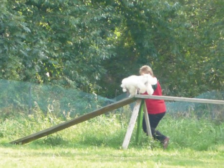 3. Derča - poslušnost - kladina.