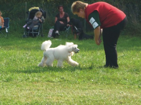 4. Derča - poslušnost - aport.