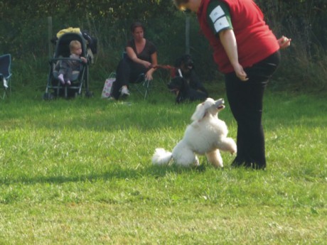 5. Derča - poslušnost - aport.