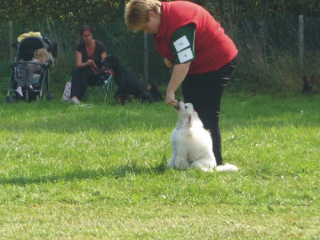 6. Derča - poslušnost - aport.