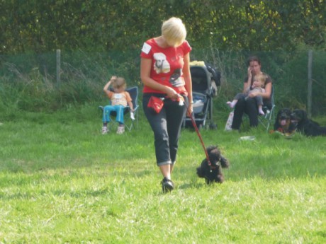 1. Bert - poslušnost - chůze u nohy.