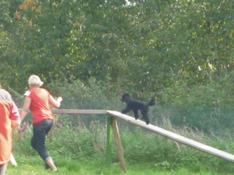 2. Bert - poslušnost - kladina.