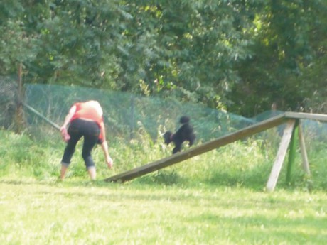 3. Bert - poslušnost - kladina.