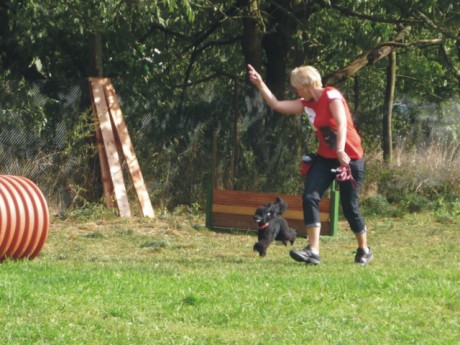 4. Bert - poslušnost - tunel.