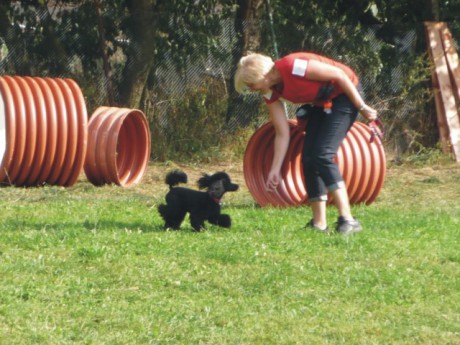 5. Bert - poslušnost - tunel.