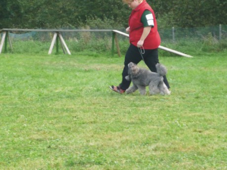 1. Viny - poslušnost - chůze u nohy.