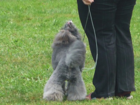 2. Viny - poslušnost - vstaň u nohy.