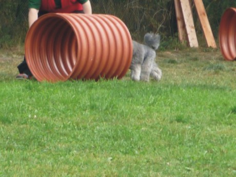 5. Viny - poslušnost - tunel.