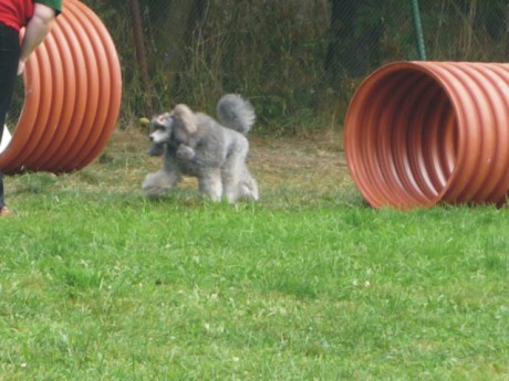 6. Viny - poslušnost - tunel.
