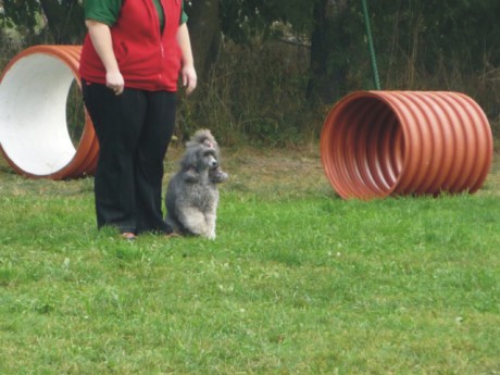 7. Viny - poslušnost - aport.