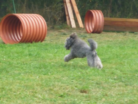 8. Viny - poslušnost - aport.