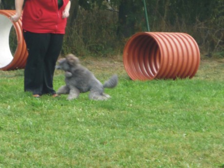 9. Viny - poslušnost - aport.