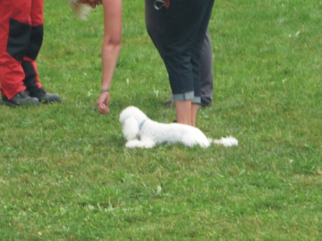 1. Riky - poslušnost - lehni u nohy.