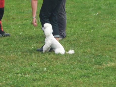 2. Riky - poslušnost - sedni u nohy.