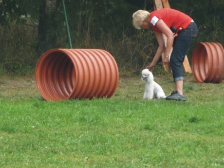4. Riky - poslušnost - tunel.