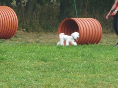 5. Riky - poslušnost - tunel.