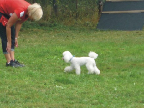 6. Riky - poslušnost - aport.