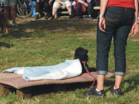 1. Speciální cviky - gaučový pes.