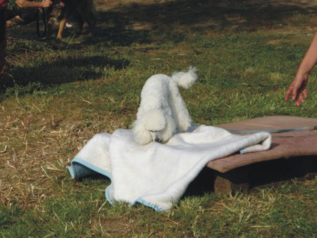 2. Speciální cviky - gaučový pes.