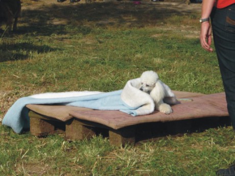 3. Speciální cviky - gaučový pes.