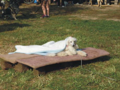 4. Speciální cviky - gaučový pes.