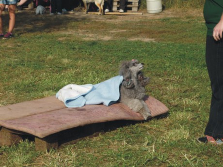 5. Speciální cviky - gaučový pes.