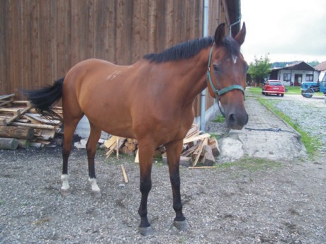 5. Amadeo, můj nejoblíbenější kůň.