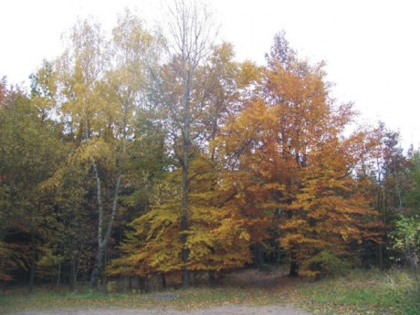 Podzimní listí - chata.
