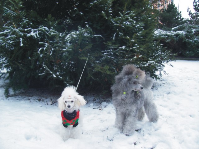 Catty a Viny milují sníh.